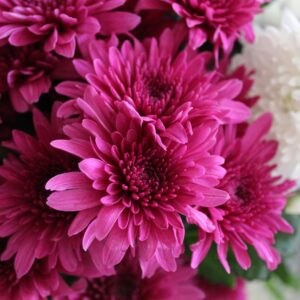 Close-up of a vibrant chrysanthemum bouquet featuring vivid pink and white flowers in full bloom.